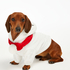 Fleece hunde-onesie, Hvit